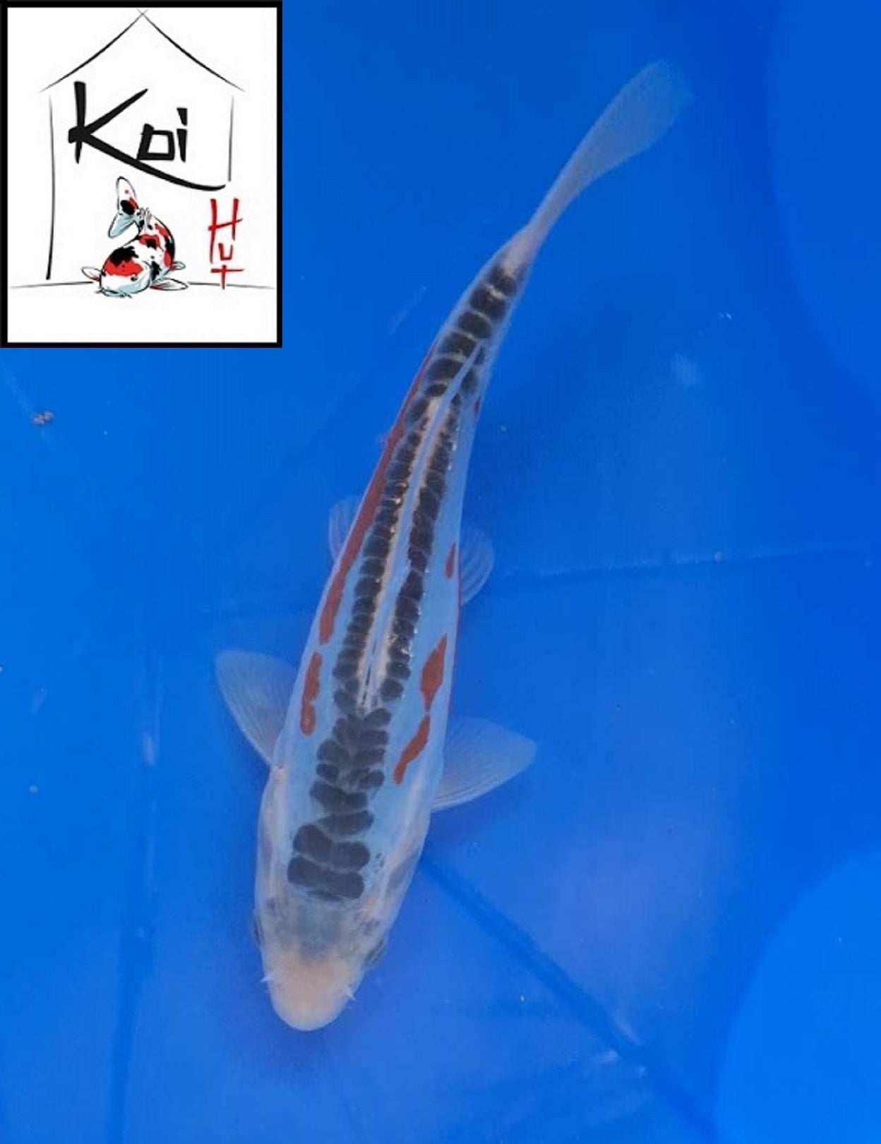 0365 - Shusui [Fukasawa]