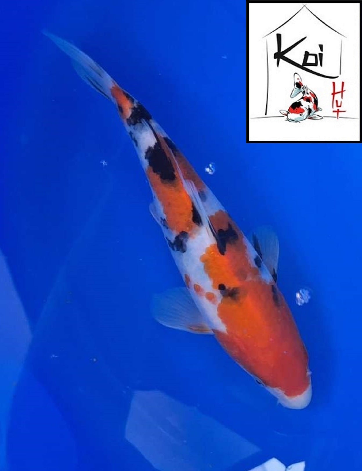 0368 - Sanke [Fukasawa]