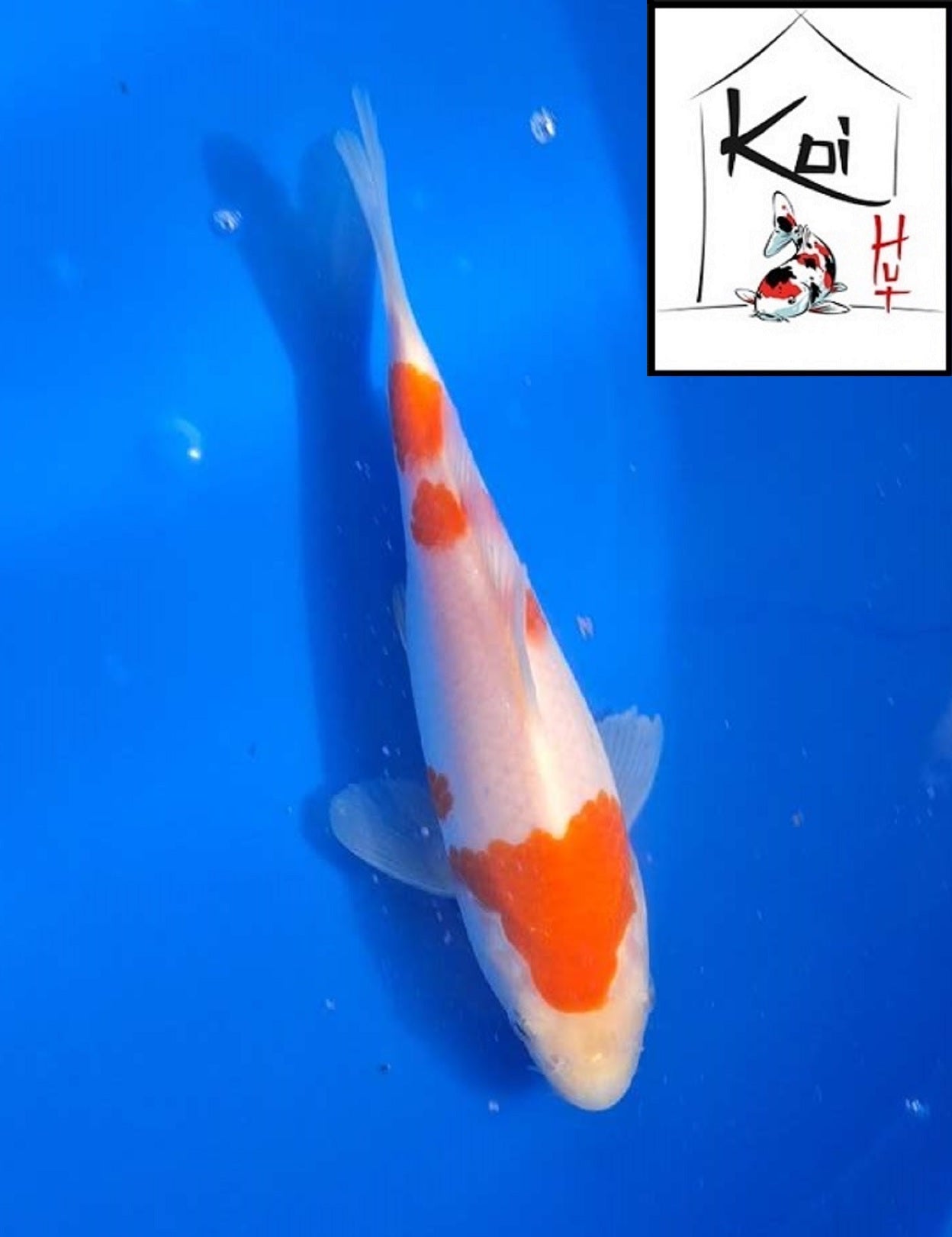0379 - Kohaku [Fukasawa]
