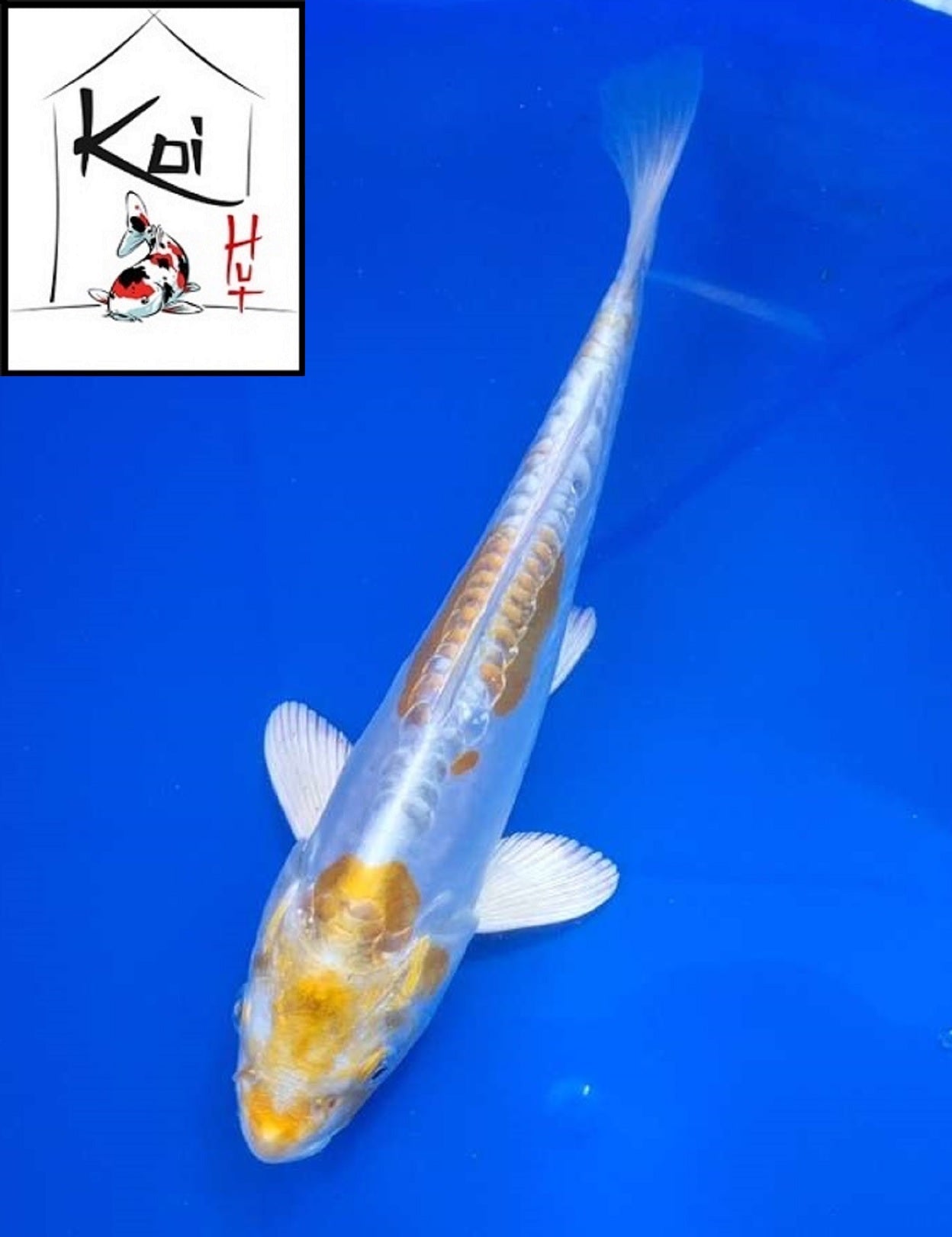 0387 - Doitsu Lemon Hariwake [Miyatora]