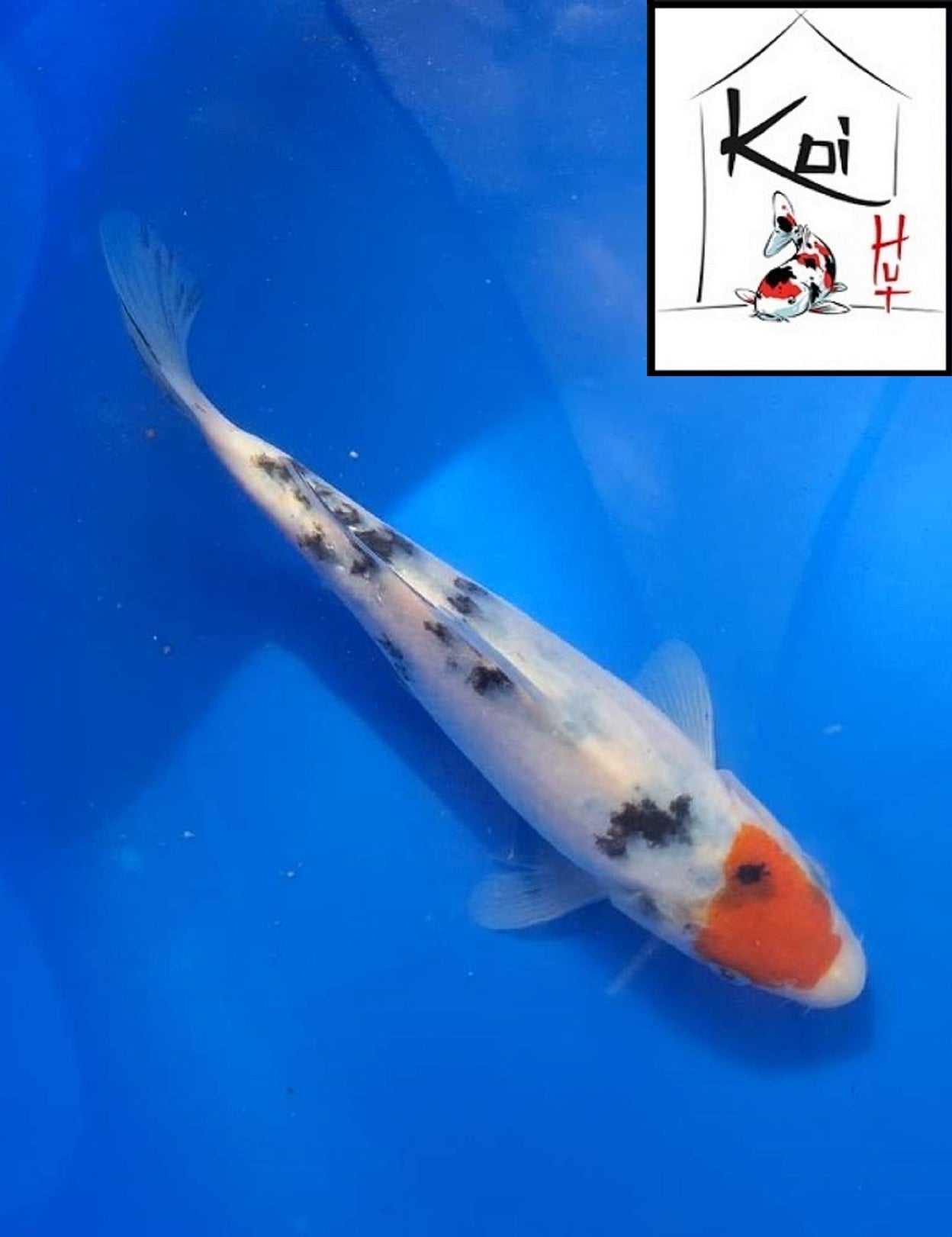 0390 - Tancho Sanke [Miyatora]