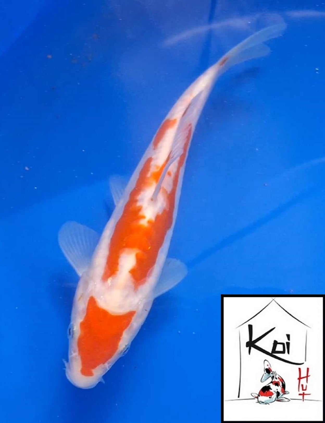 0392 - Doitsu Kohaku [Fukasawa]