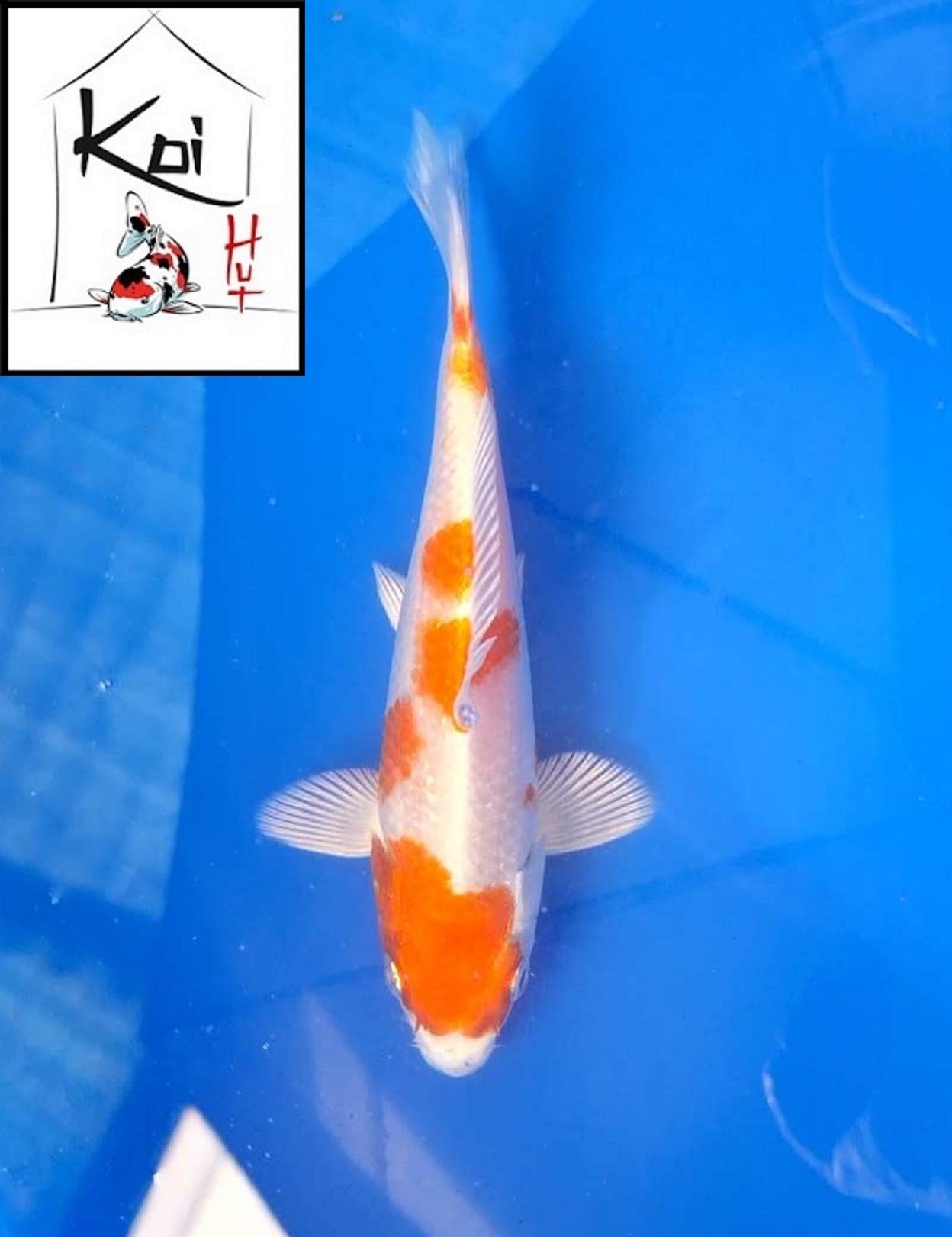 0393 - Kin Kohaku [Miyatora]