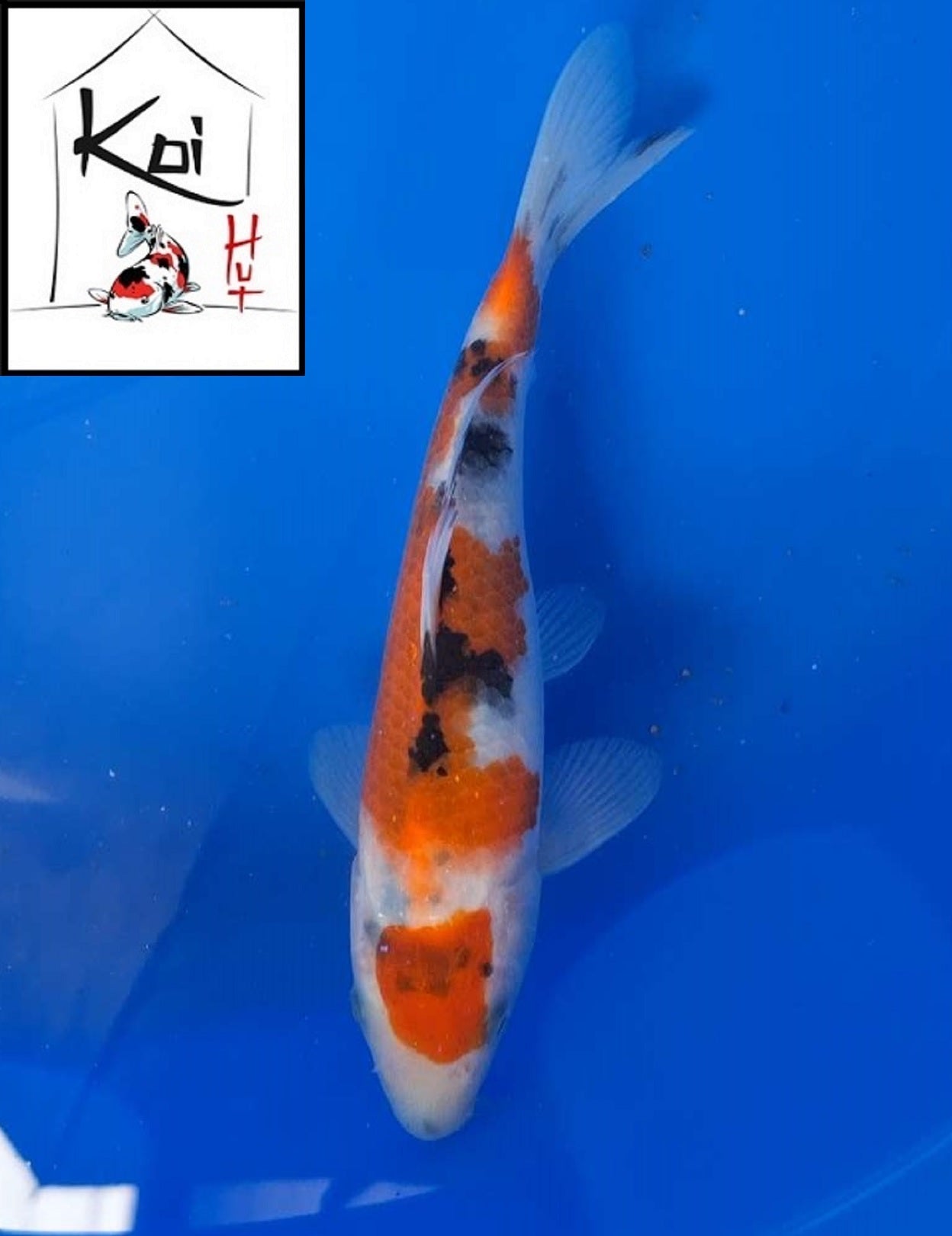 0394 - Sanke [Fukasawa]