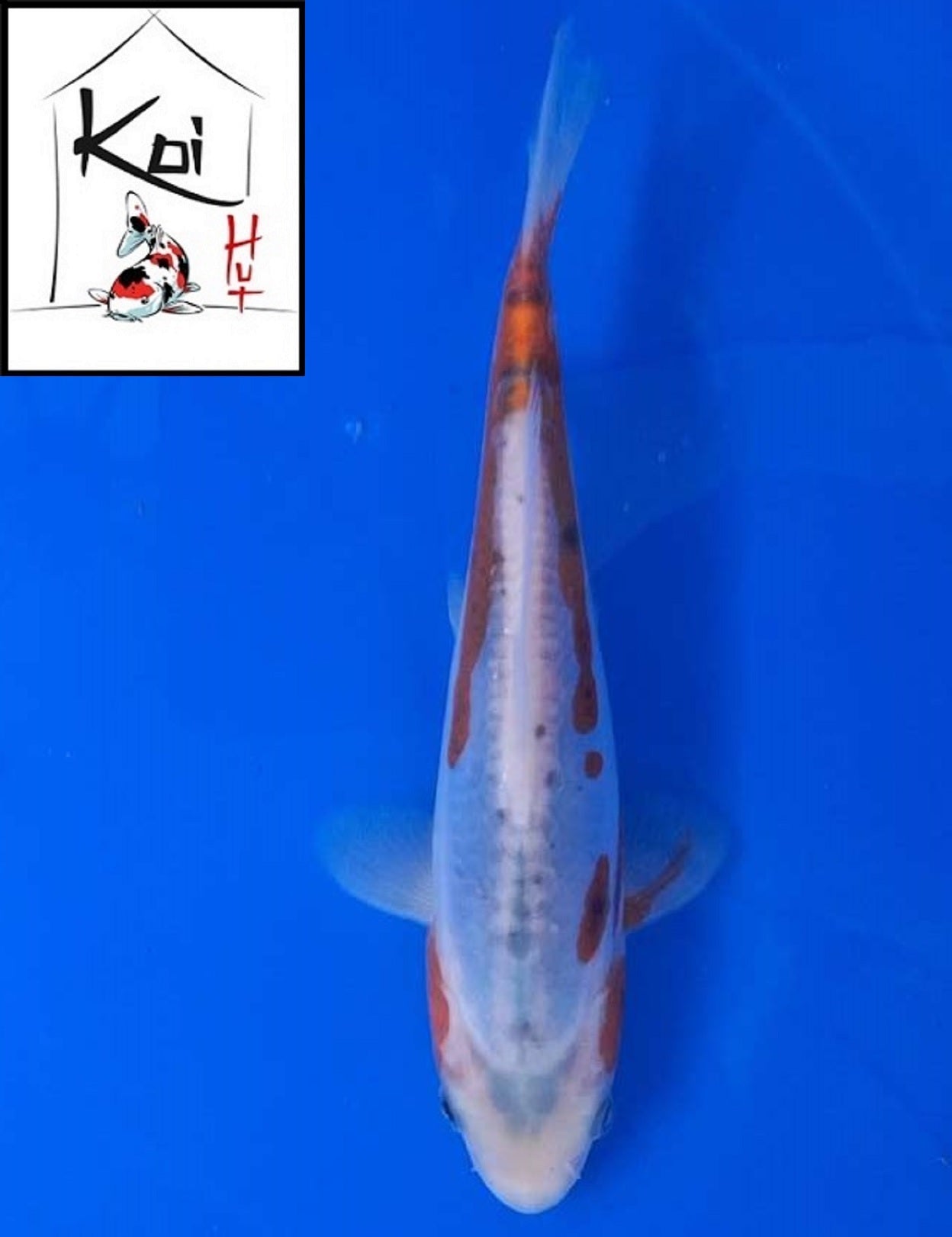 0396 - Shusui [Fukasawa]