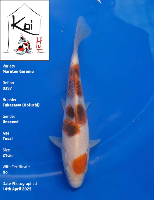 0397 - Maruten Goromo [Fukasawa]