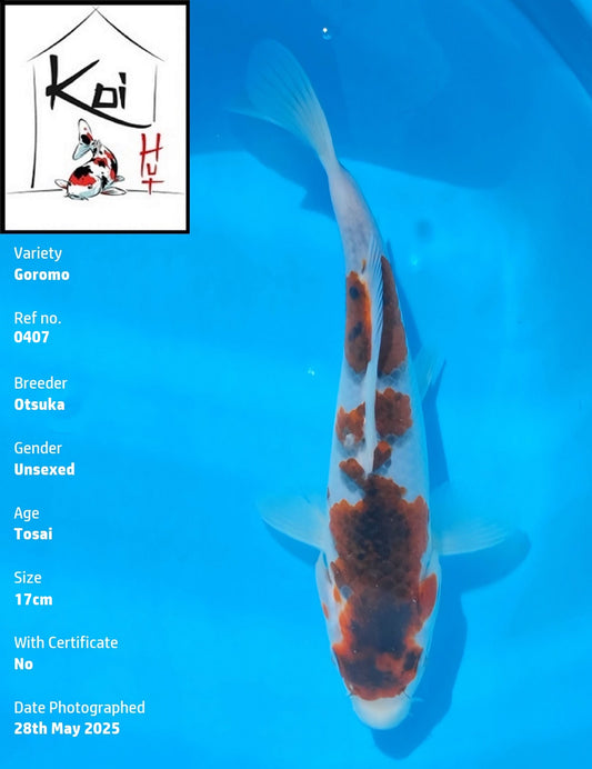 0407 - Goromo [Otsuka]