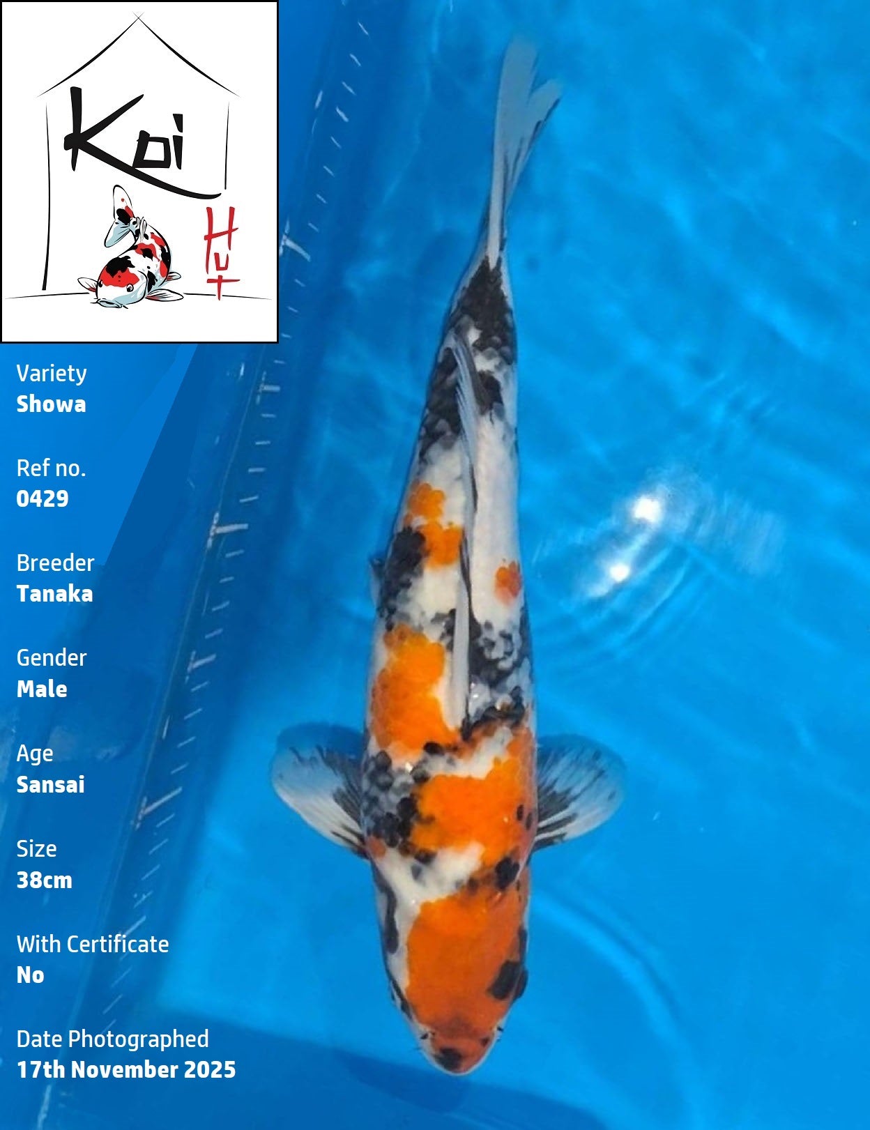 0429 - Showa [Tanaka]