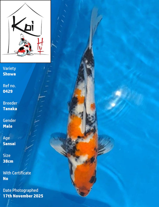 0429 - Showa [Tanaka]