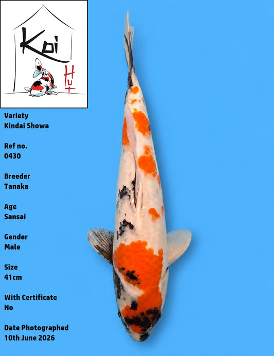 0430 - Kindai Showa [Tanaka]