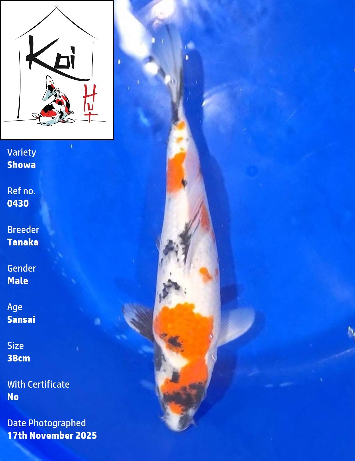 0430 - Showa [Tanaka]