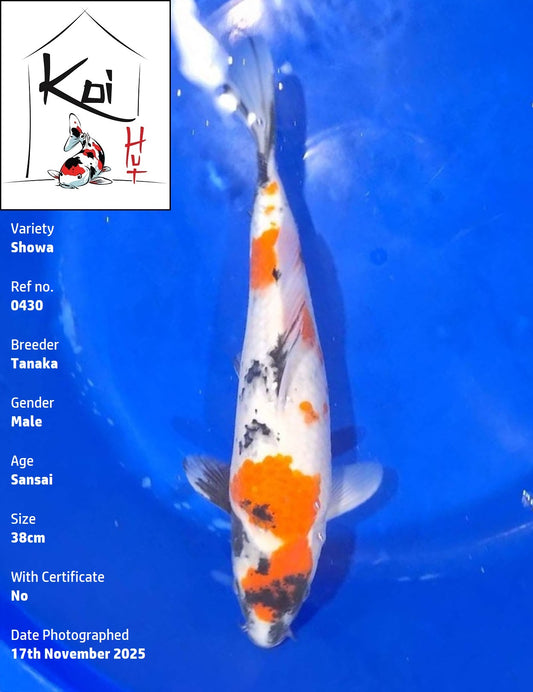 0430 - Showa [Tanaka]