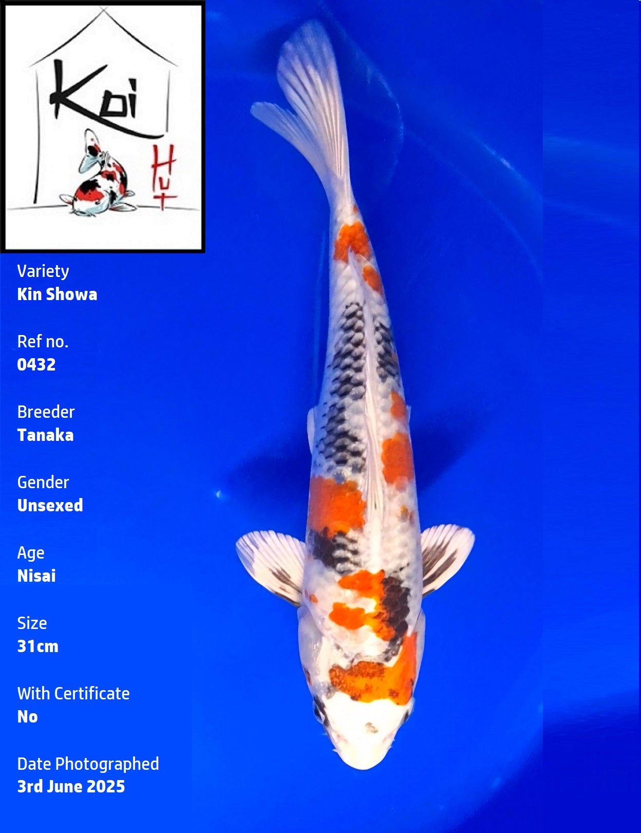 0432 - Kin Showa [Tanaka]