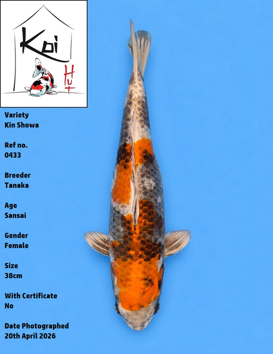 0433 - Kin Showa [Tanaka]