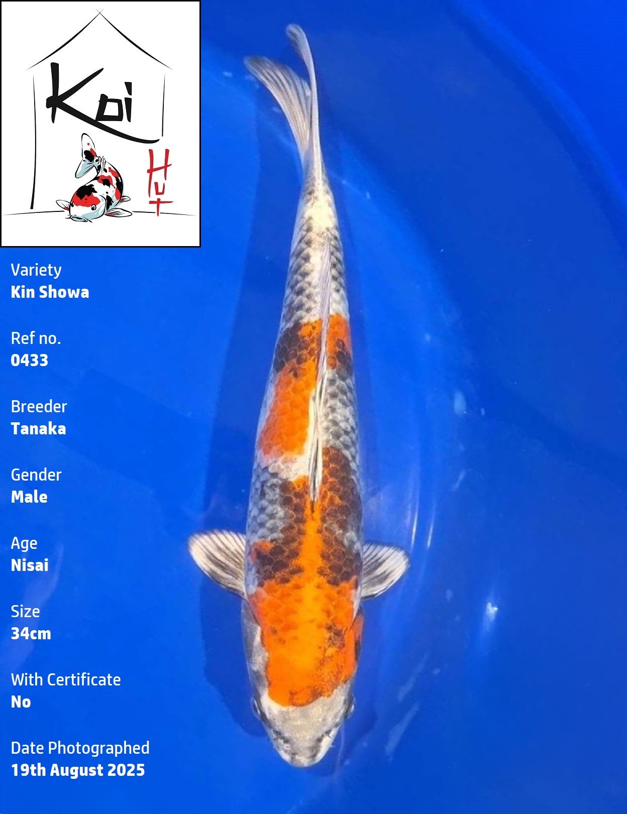 0433 - Kin Showa [Tanaka]