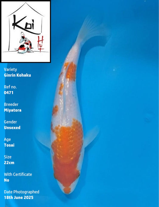0471 - Ginrin Kohaku [Miyatora]
