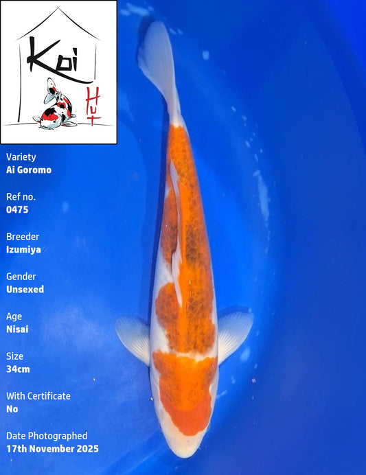 0475 - Ai Goromo [Izumiya]