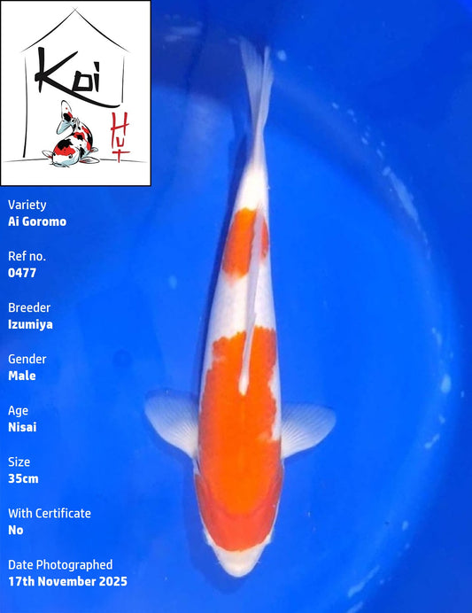 0477 - Ai Goromo [Izumiya]