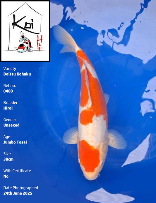 0480 - Doitsu Kohaku [Hiroi]