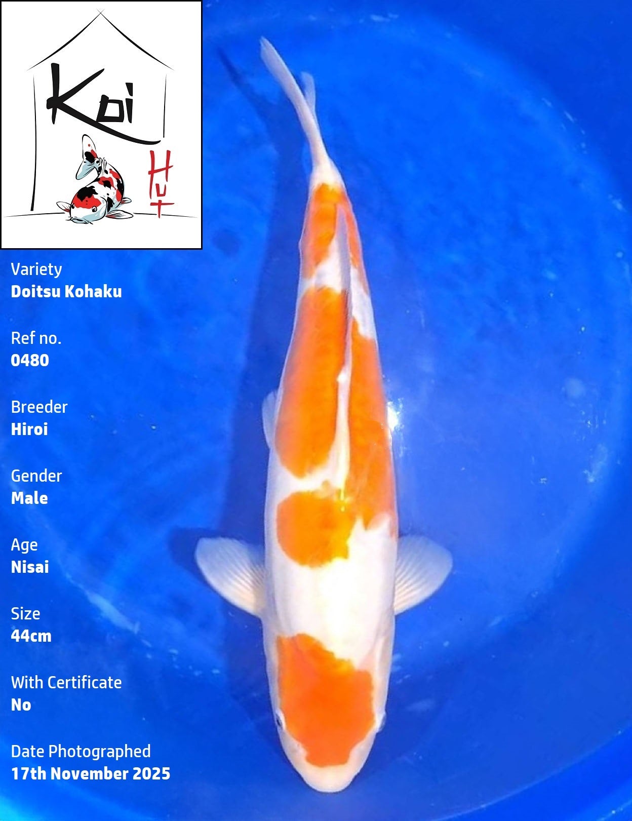 0480 - Doitsu Kohaku [Hiroi]