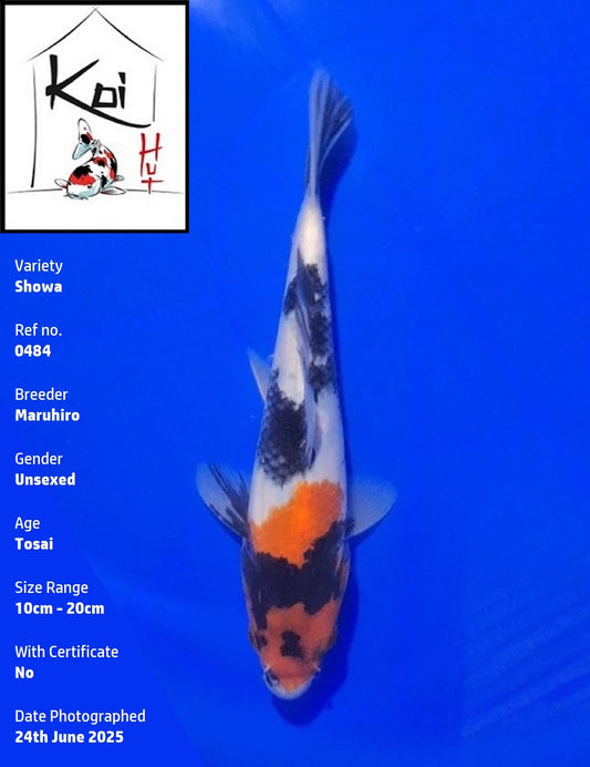 0484 - Showa [Maruhiro]