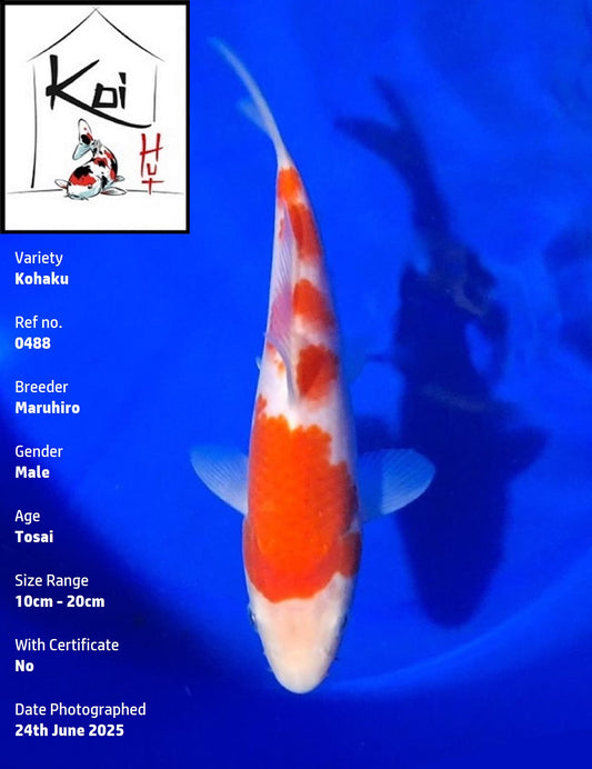0488 - Kohaku [Maruhiro]