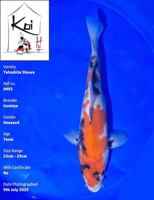 0493 - Tateshita Showa [Izumiya]