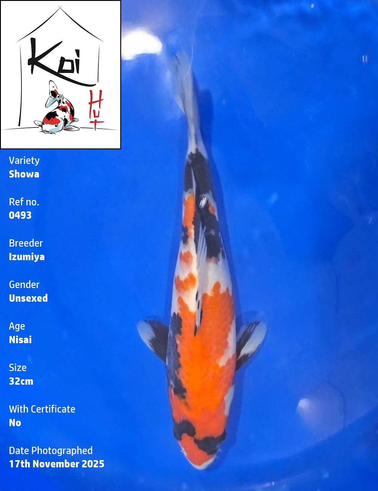 0493 - Showa [Izumiya]