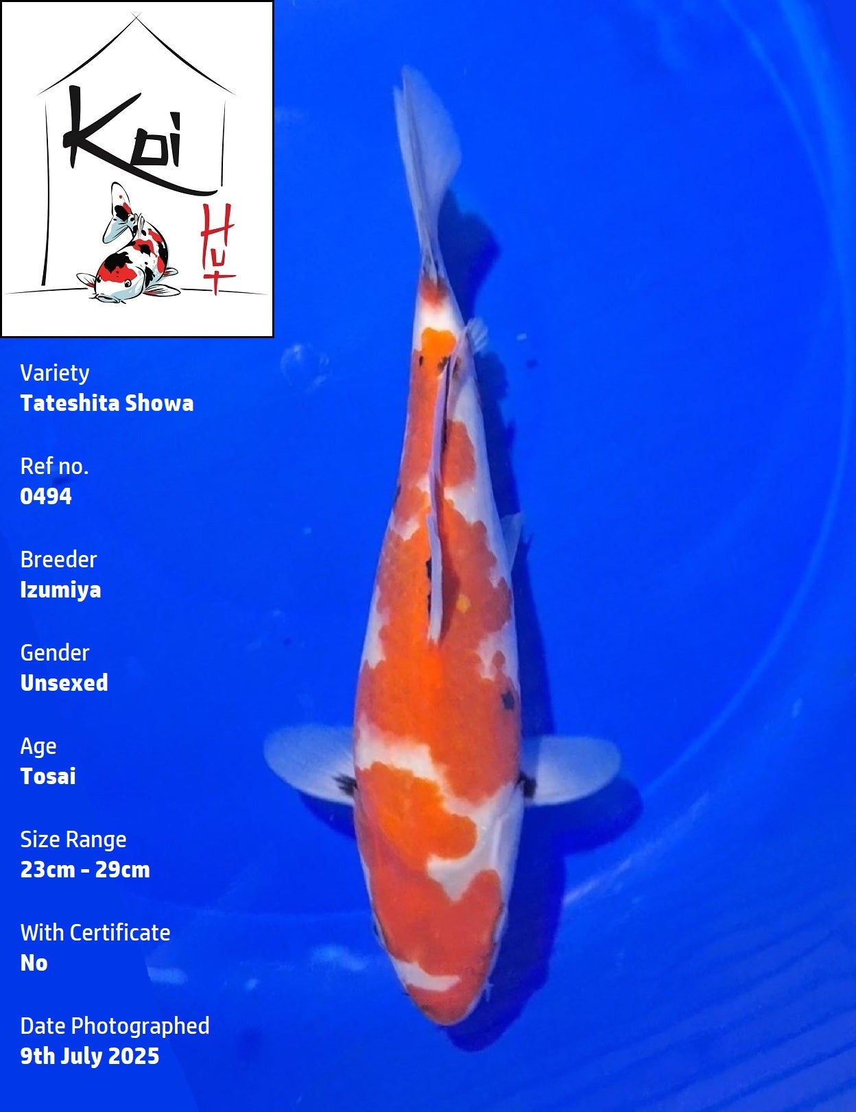 0494 - Tateshita Showa [Izumiya]