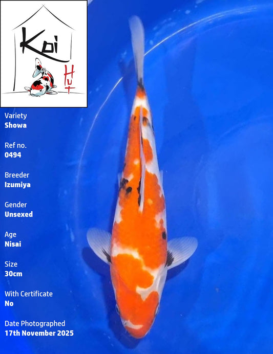 0494 - Showa [Izumiya]