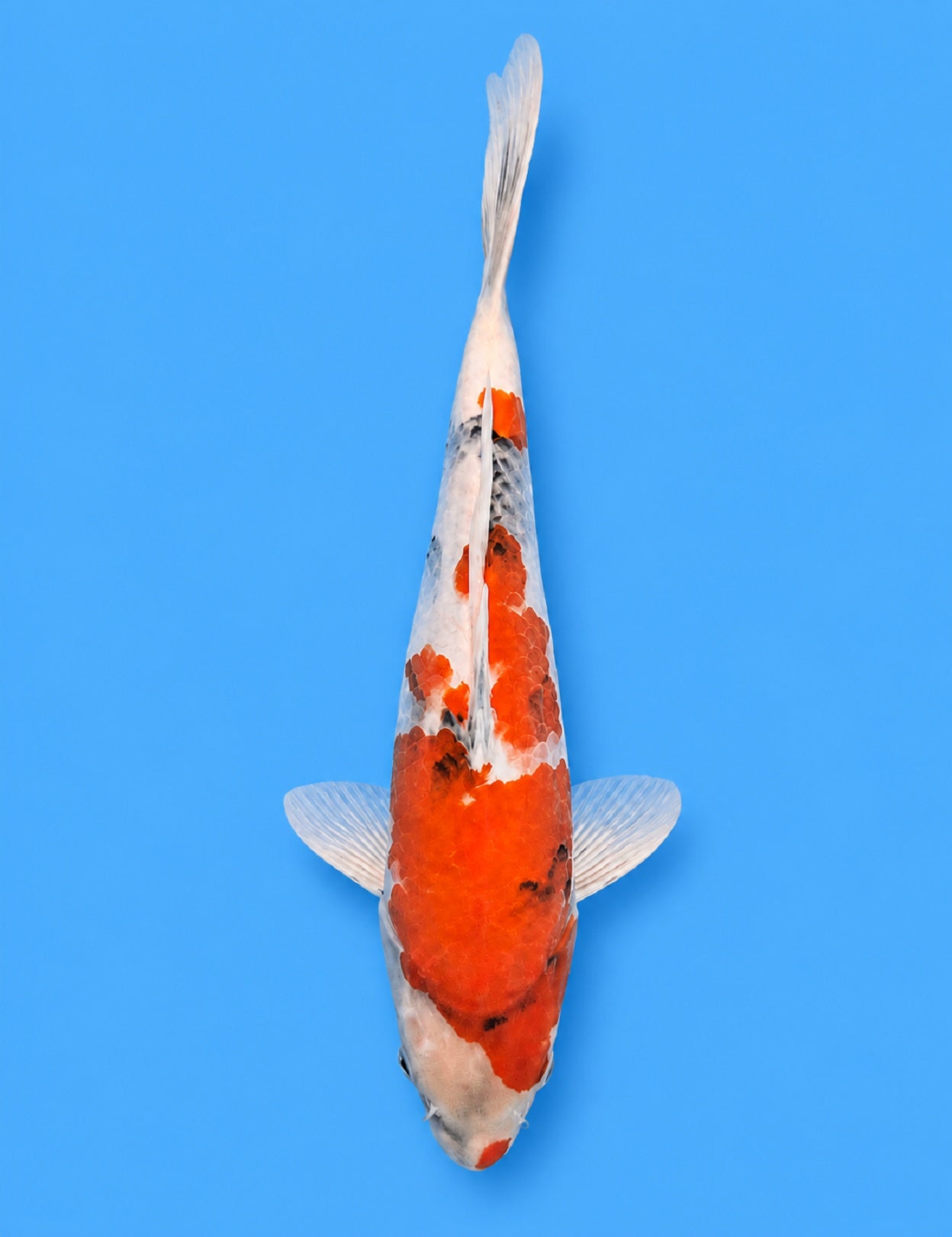 0495 - Showa [Izumiya]