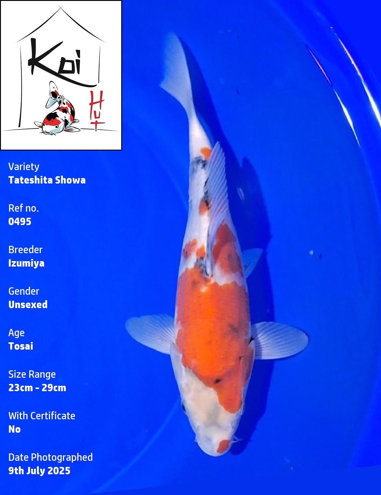 0495 - Tateshita Showa [Izumiya]