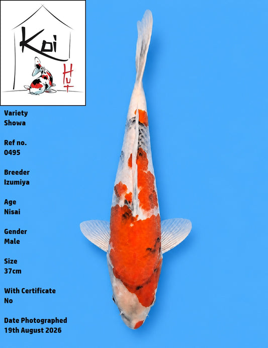 0495 - Showa [Izumiya]