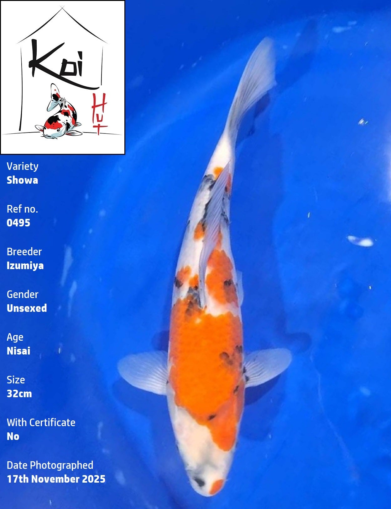 0495 - Showa [Izumiya]