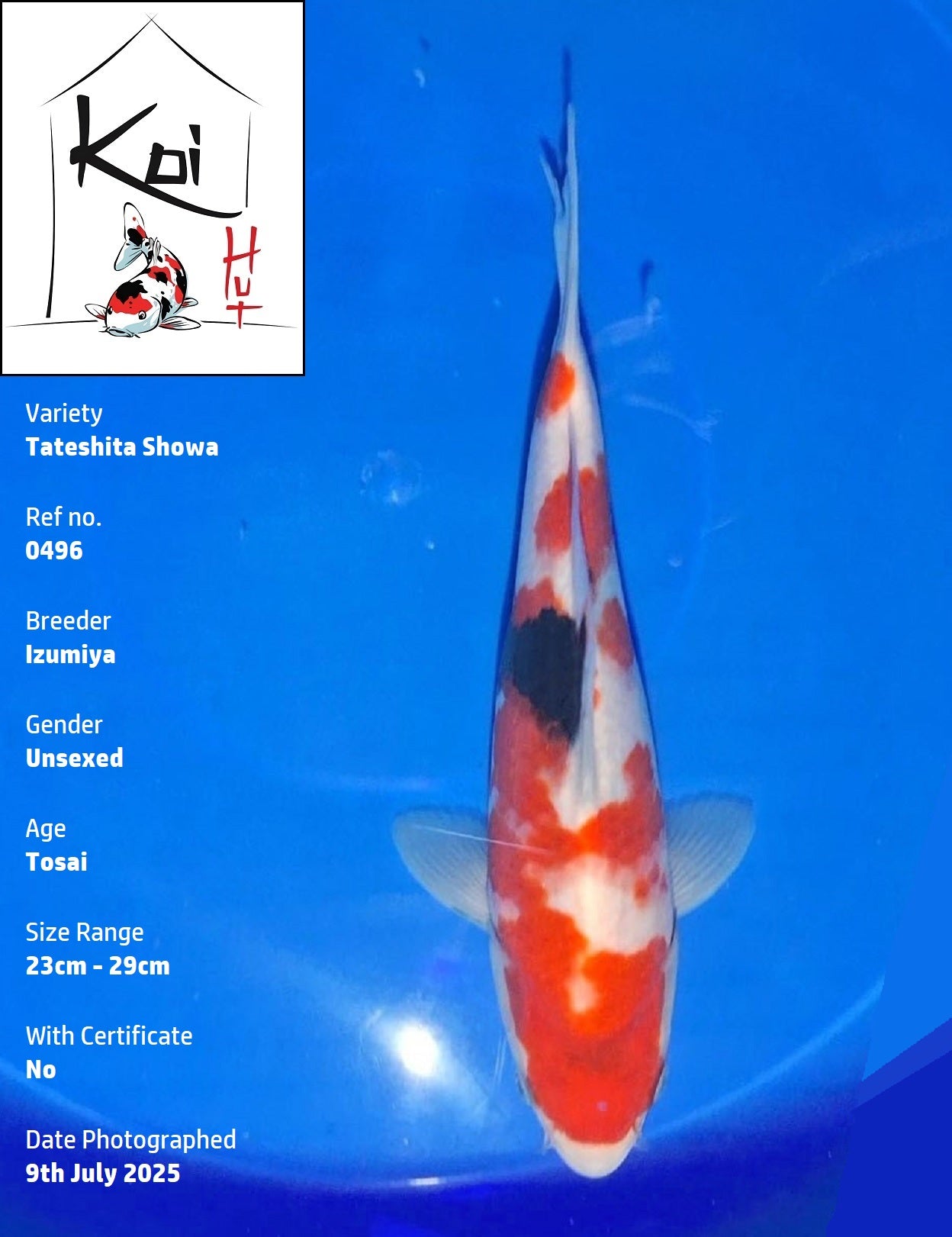 0496 - Tateshita Showa [Izumiya]