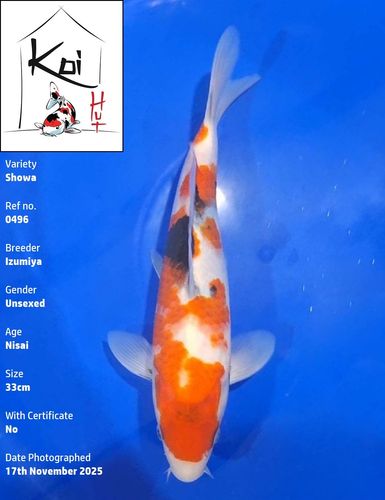 0496 - Showa [Izumiya]