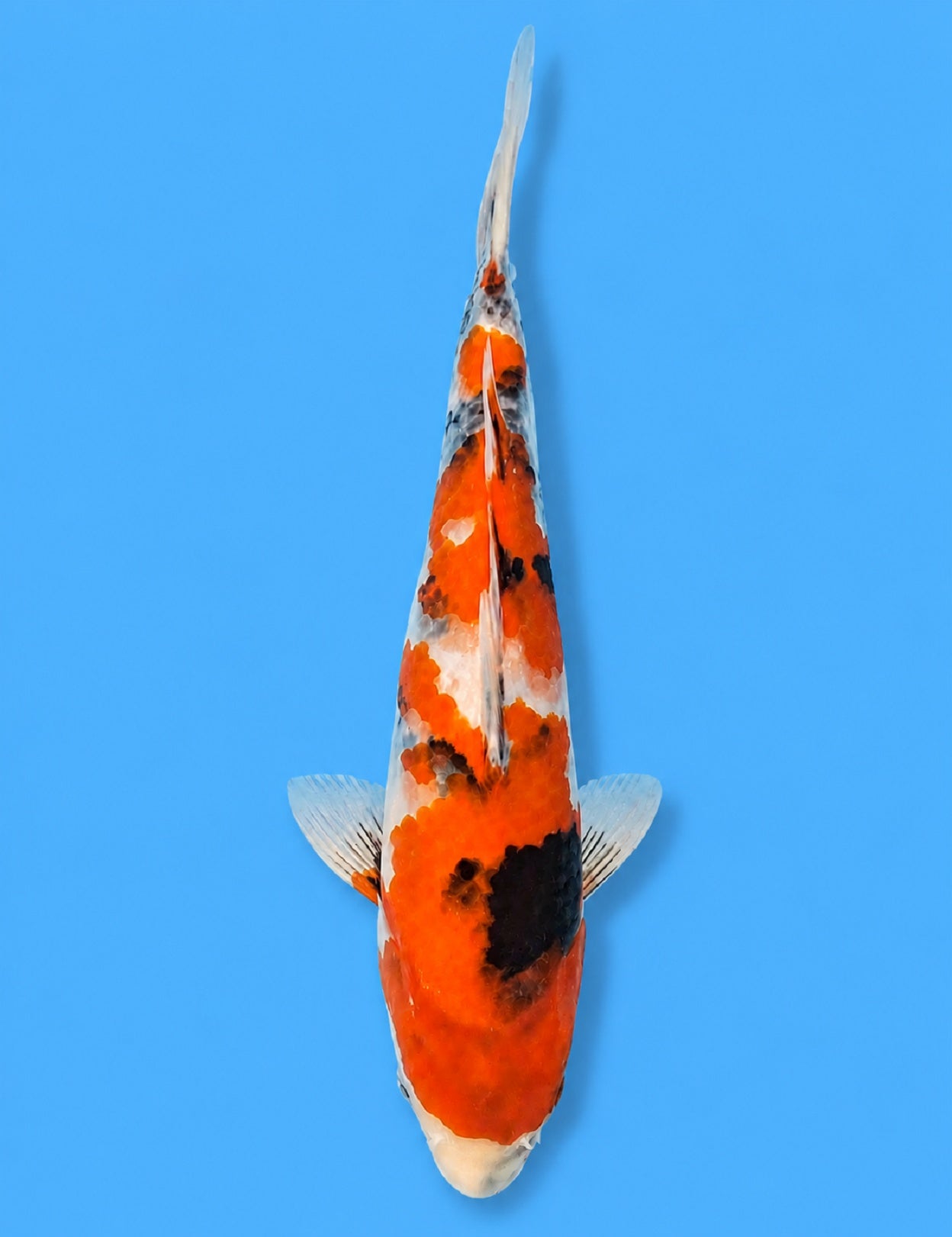 0497 - Showa [Izumiya]