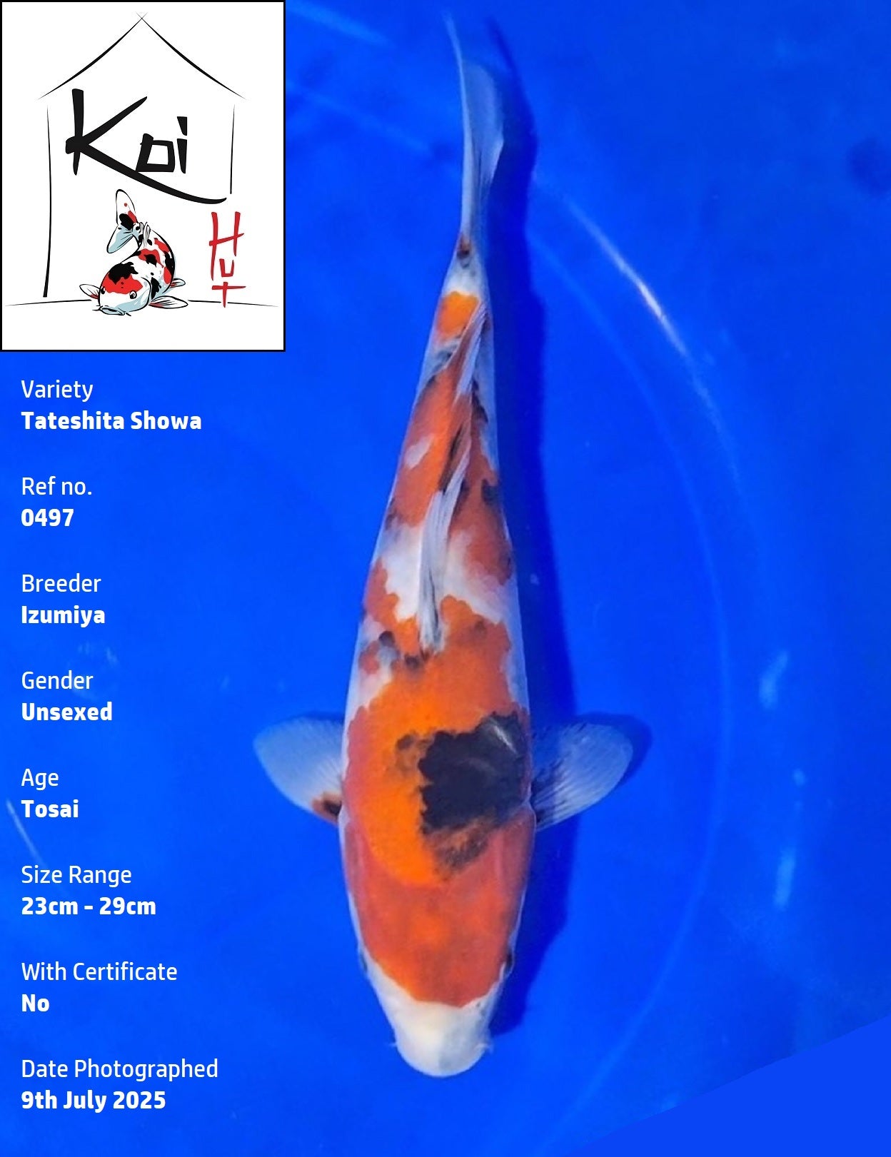 0497 - Tateshita Showa [Izumiya]