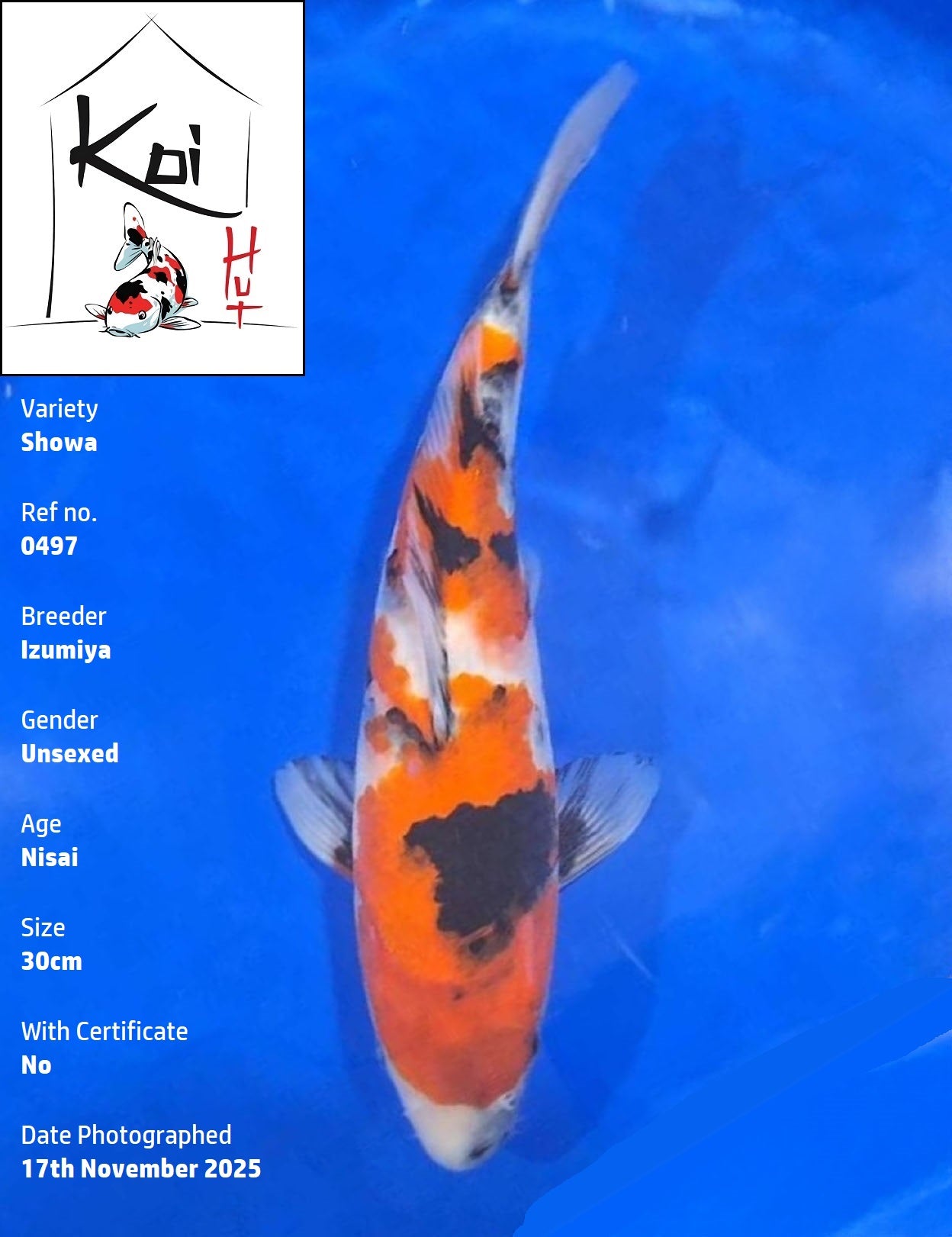 0497 - Showa [Izumiya]