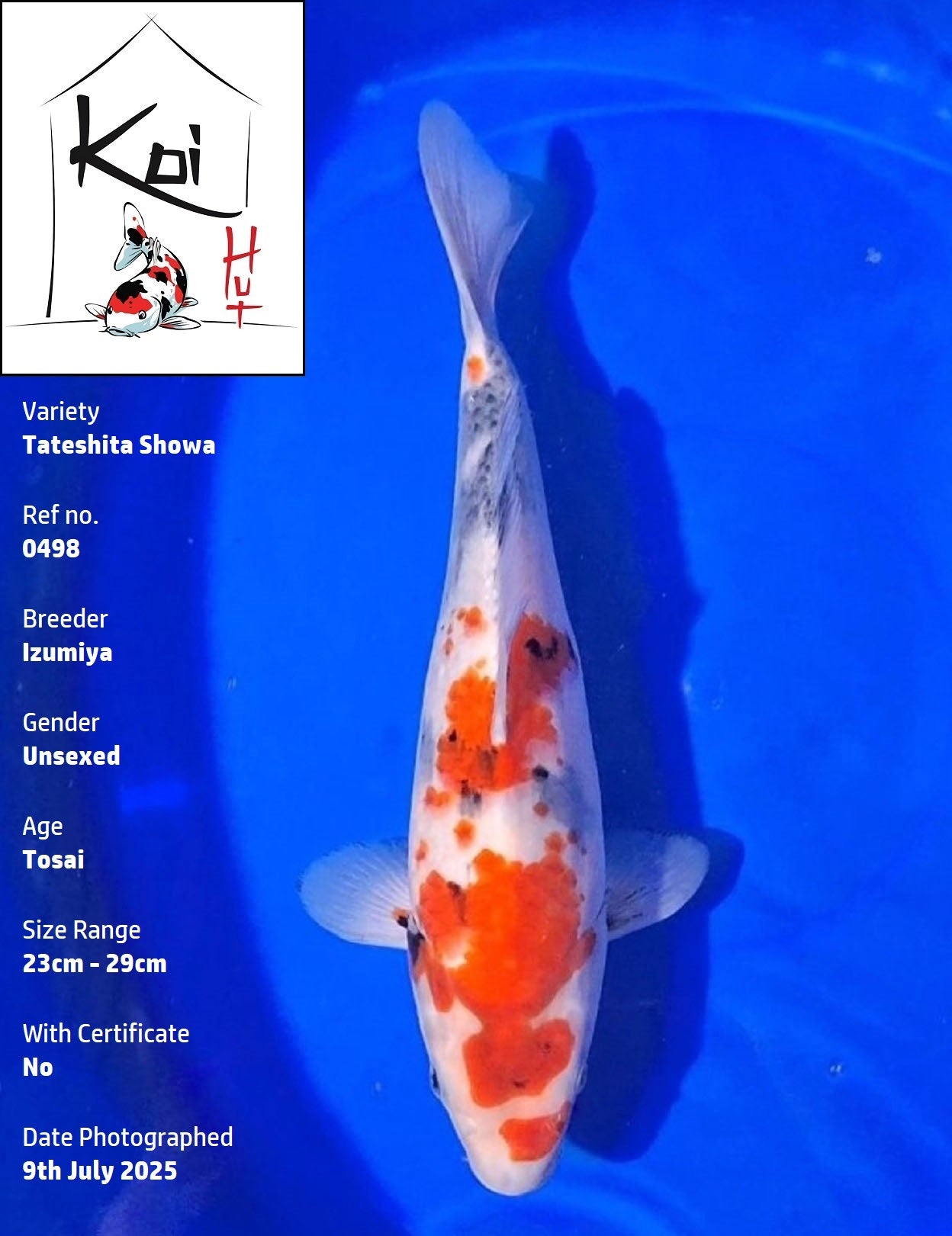 0498 - Tateshita Showa [Izumiya]