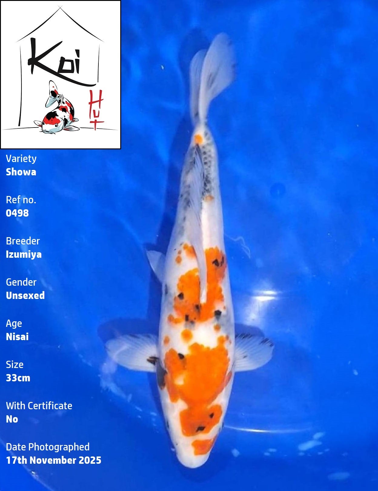 0498 - Showa [Izumiya]