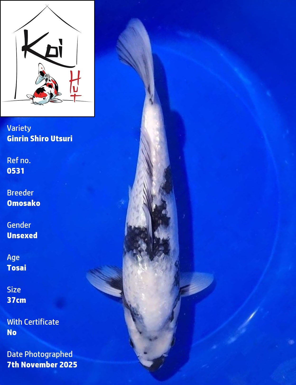 0531 - Ginrin Shiro Utsuri [Omosako]