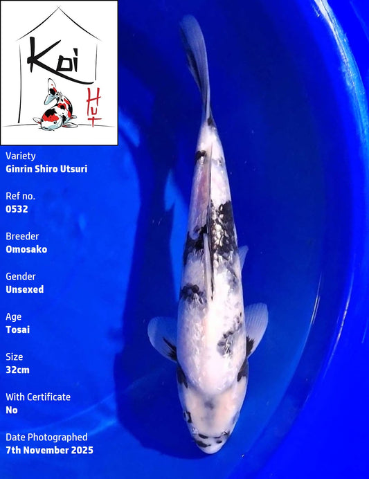 0532 - Ginrin Shiro Utsuri [Omosako]