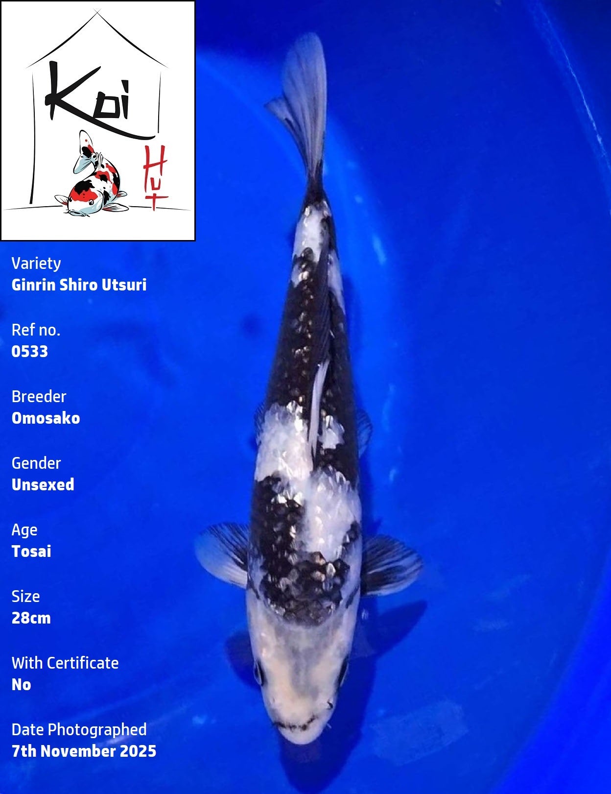 0533 - Ginrin Shiro Utsuri [Omosako]