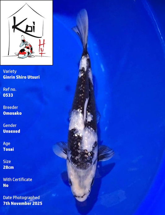 0533 - Ginrin Shiro Utsuri [Omosako]