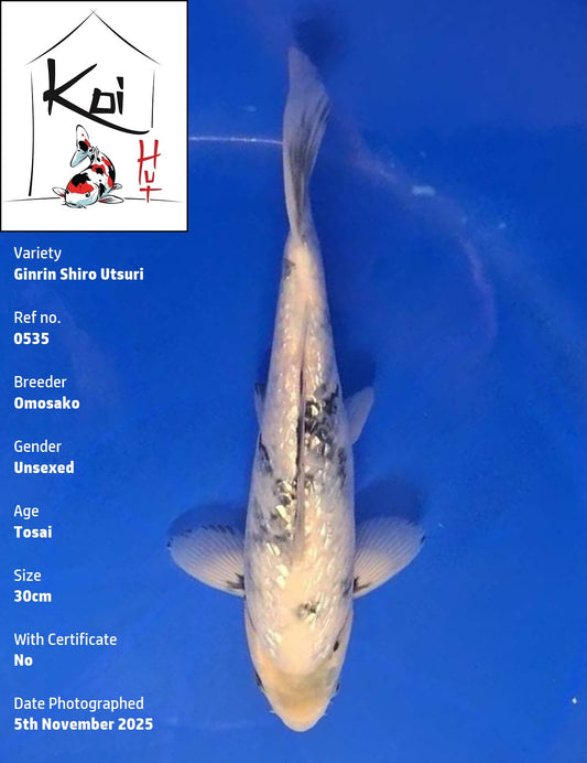 0535 - Ginrin Shiro Utsuri [Omosako]