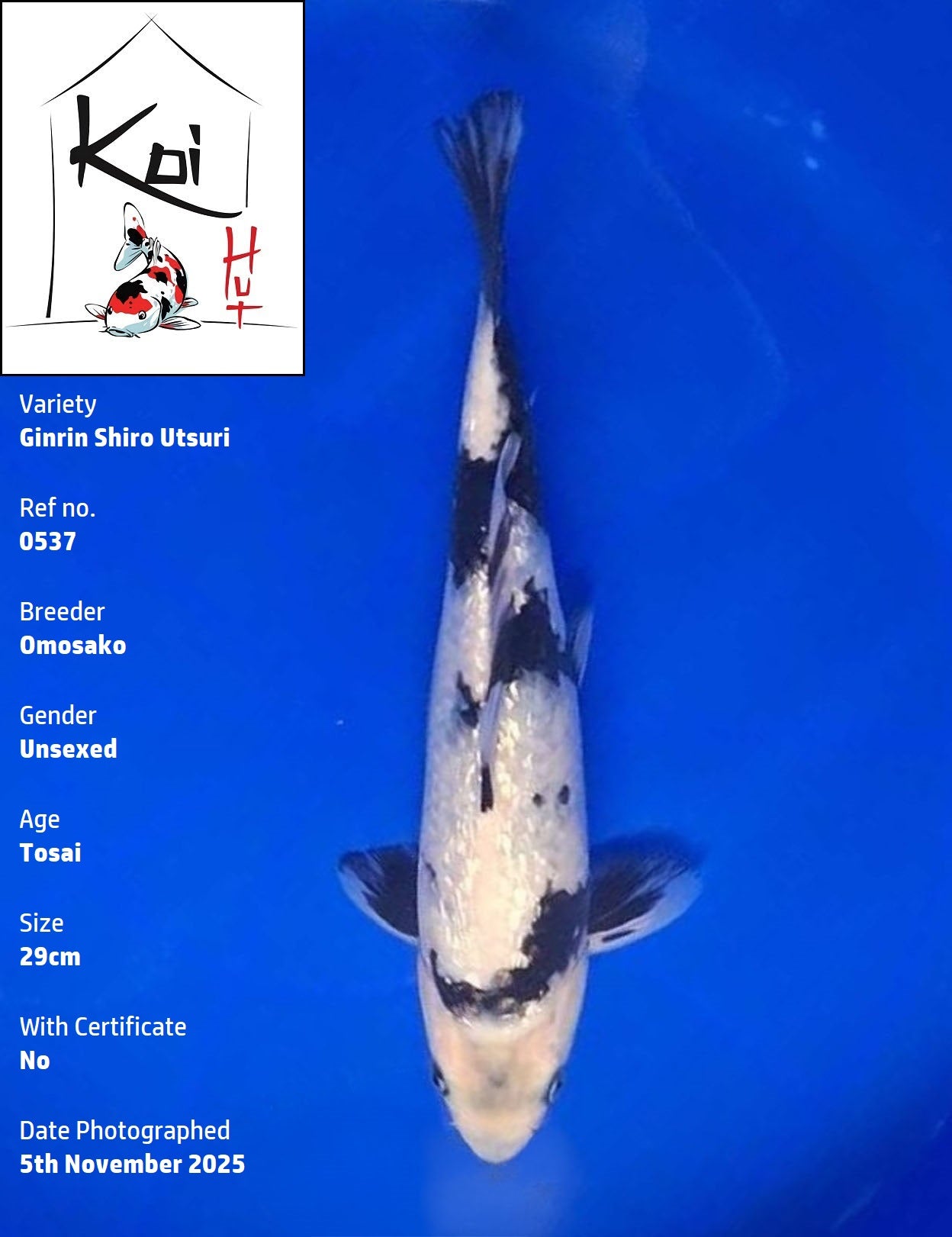 0537 - Ginrin Shiro Utsuri [Omosako]