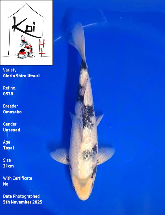 0538 - Ginrin Shiro Utsuri [Omosako]