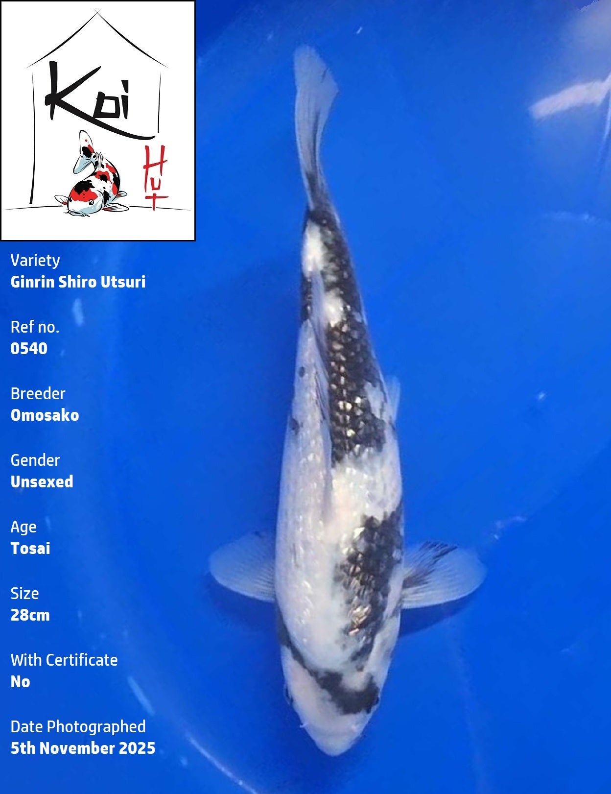 0540 - Ginrin Shiro Utsuri [Omosako]