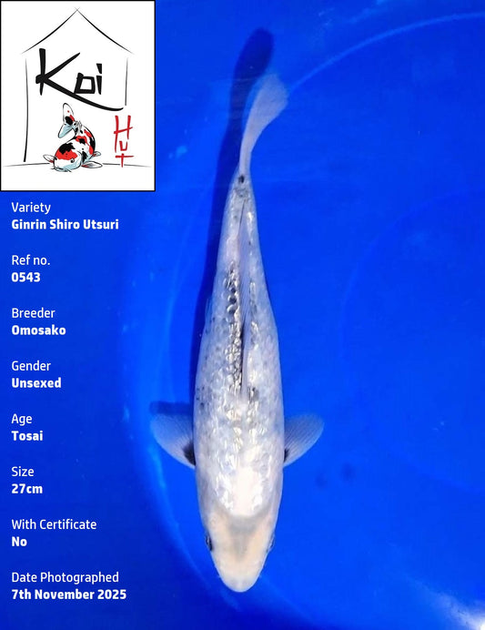 0543 - Ginrin Shiro Utsuri [Omosako]